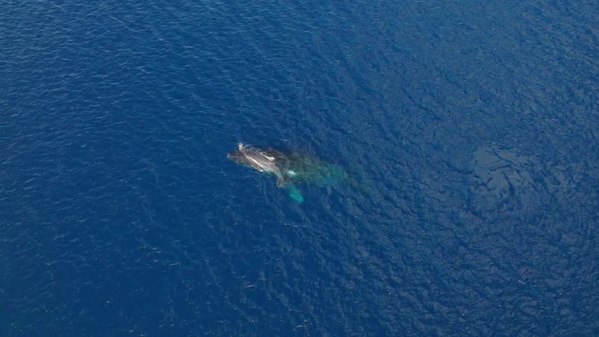 Whale and calf on the surface of a blue ocean