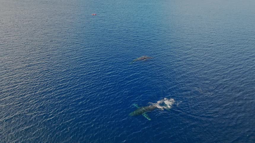An aerial view captures several whales swimming in a vast deep blue ocean