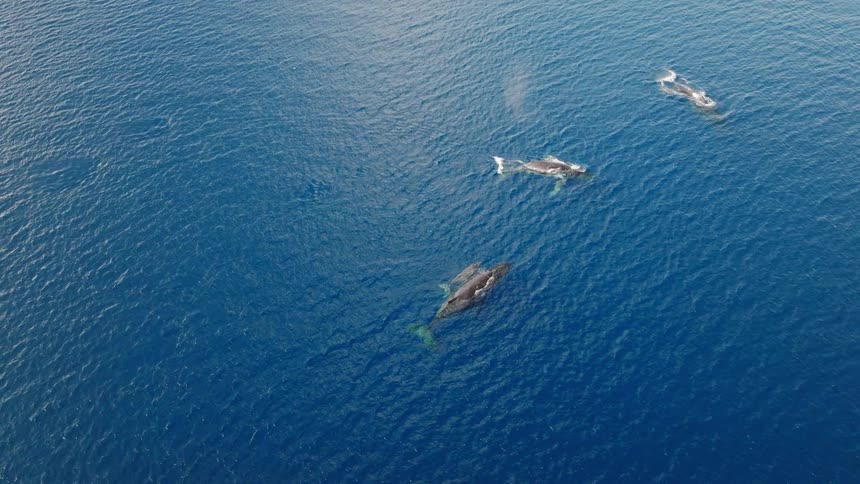 Whales swimming near the surface during the daytime spout