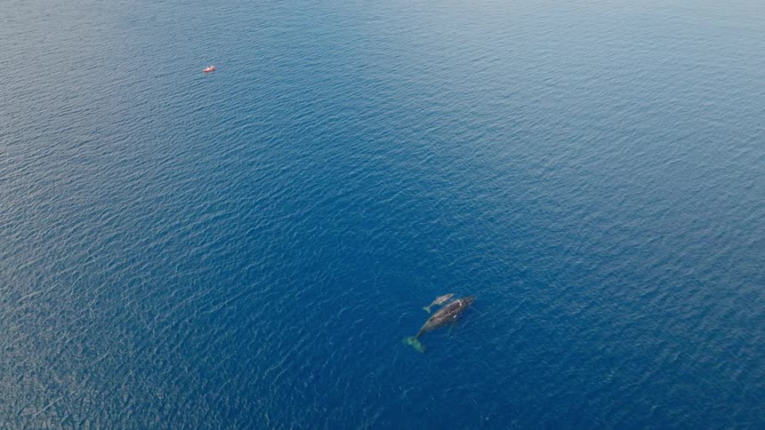 A clip of a whale in the sea
