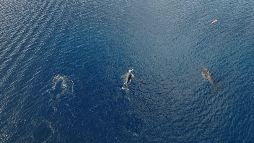 Aerial view of three whales on the surface of an ocean and a boat in the background