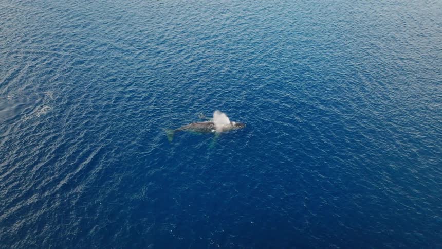 Whales make their way through the blue waters of the ocean