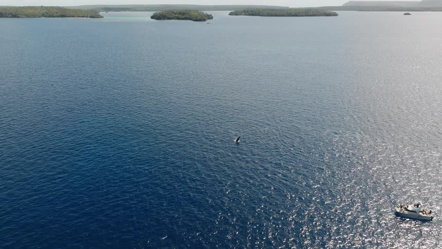 An aerial view of a large body of water with sunlight reflecting off the water and a whale coming to the surface to breathe