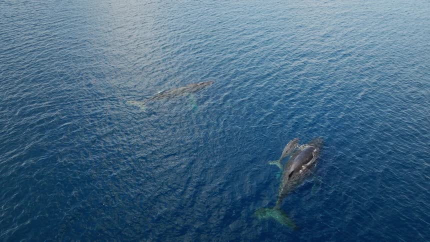 Aerial view of three whales one of which is a calf on the surface of the ocean