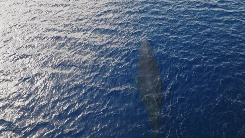 A whale comes to the surface of the water and blows then dives down again