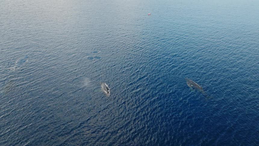 Two whales on the surface of the ocean with one of them releasing a squirt of water