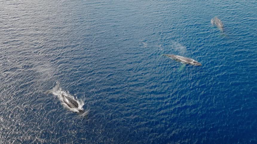 Aerial view of three whales at the surface of the ocean releasing water spouts at sunrise
