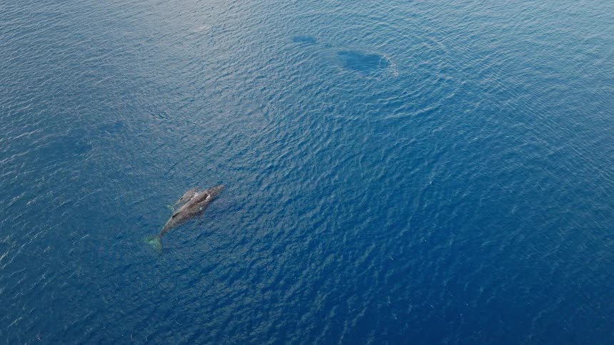 Aerial view of a whale on the surface of the blue ocean