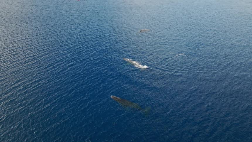 Aerial view of whales swimming on the ocean surface