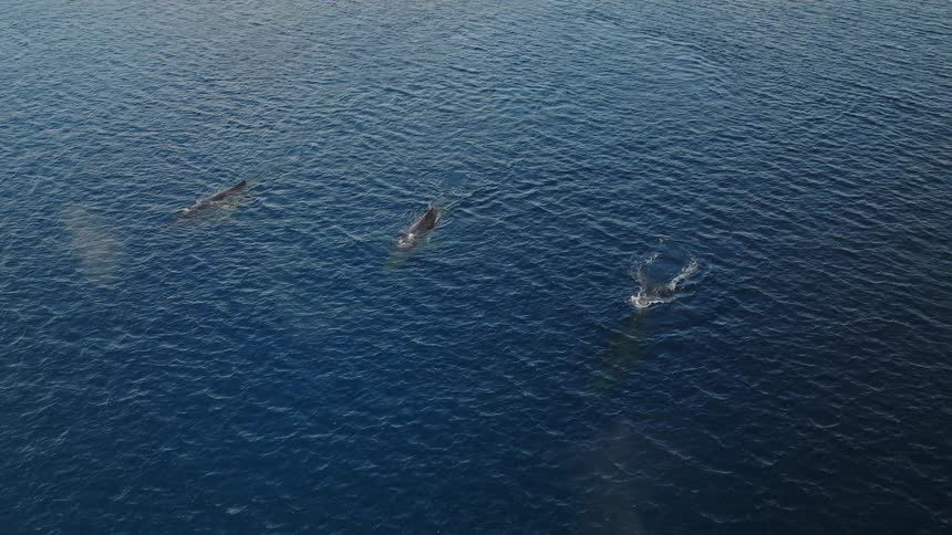 Three whales on the surface of the ocean releasing water spouts