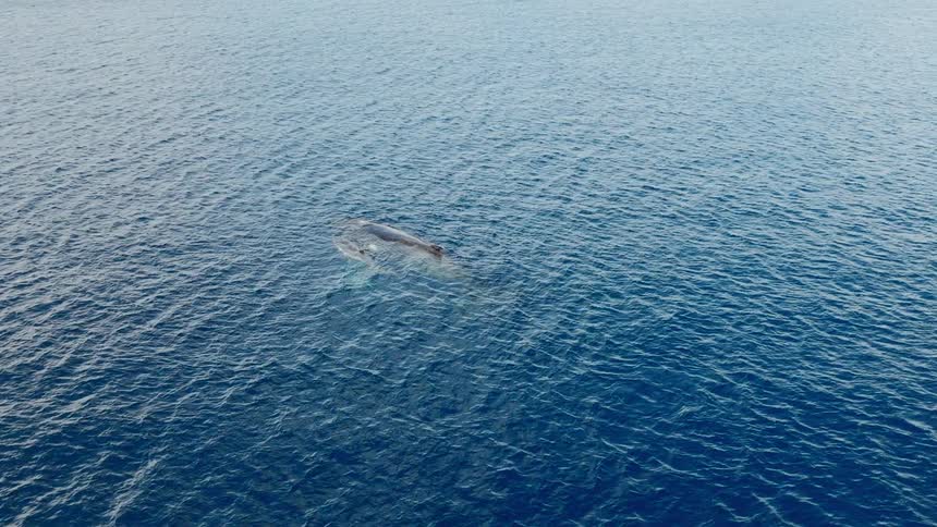 Submerged whale gently surfacing on the surface of the blue ocean