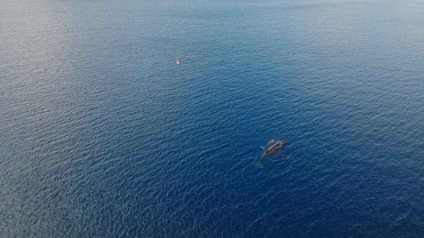 Aerial view of a whale with her calf on the ocean surface