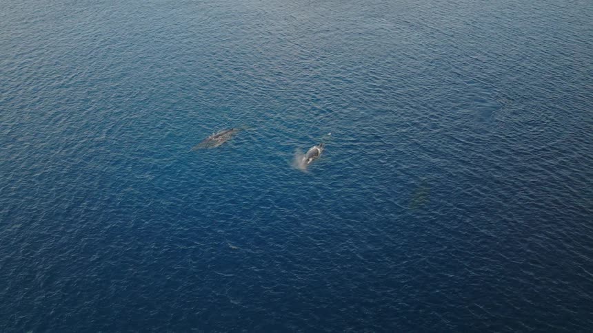 Whales swim near the surface of the ocean during the daytime
