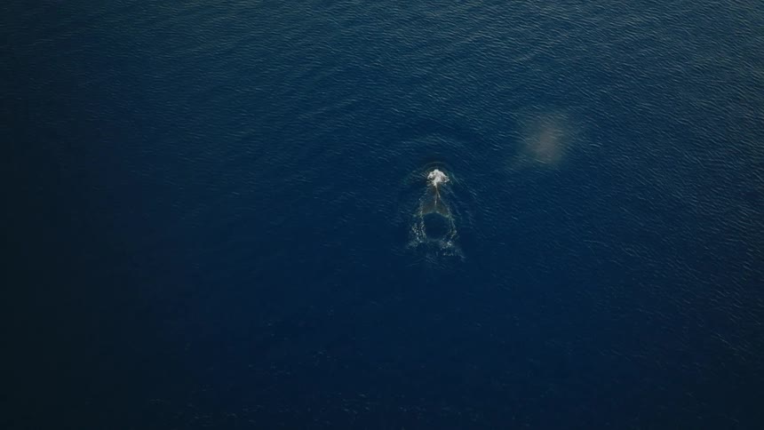An aerial view of a sea water surface with a whale coming to the surface to breathe and throw up water