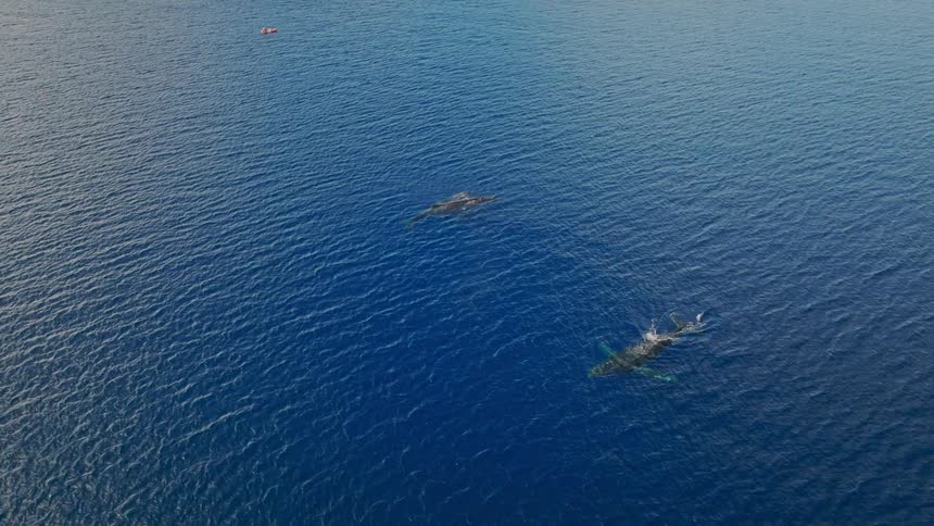 People in a kayak are close to whales in the ocean