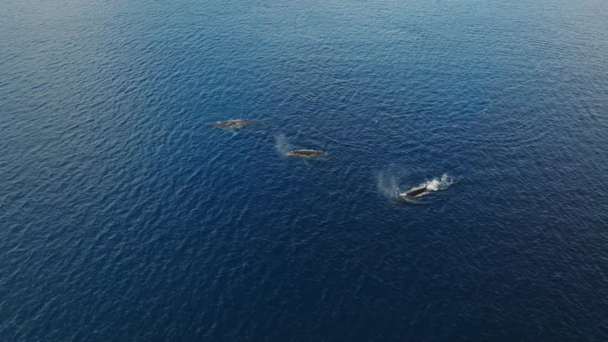 An aerial view captures several whales swimming in a vast deep blue ocean with one whale emitting a spout of water