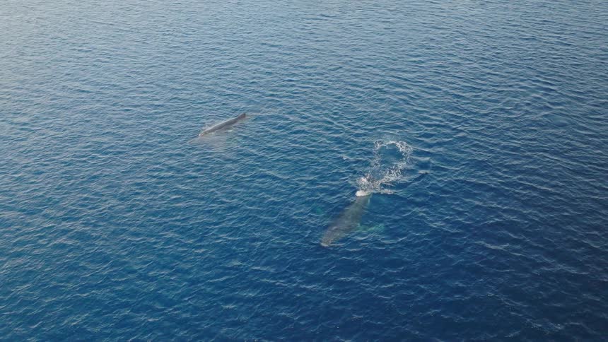 Whales swimming in the vast blue ocean with one of them surfacing and creating a trail of foam