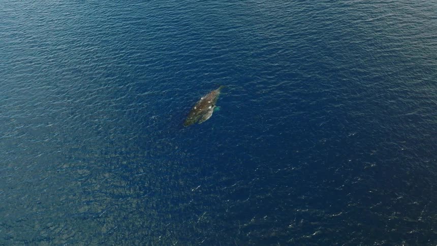 A whale floats at the surface of an ocean