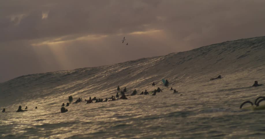 Several surfers are in the sea waiting for waves and one of them is passing by them on a day with a dark sky with a bird flying