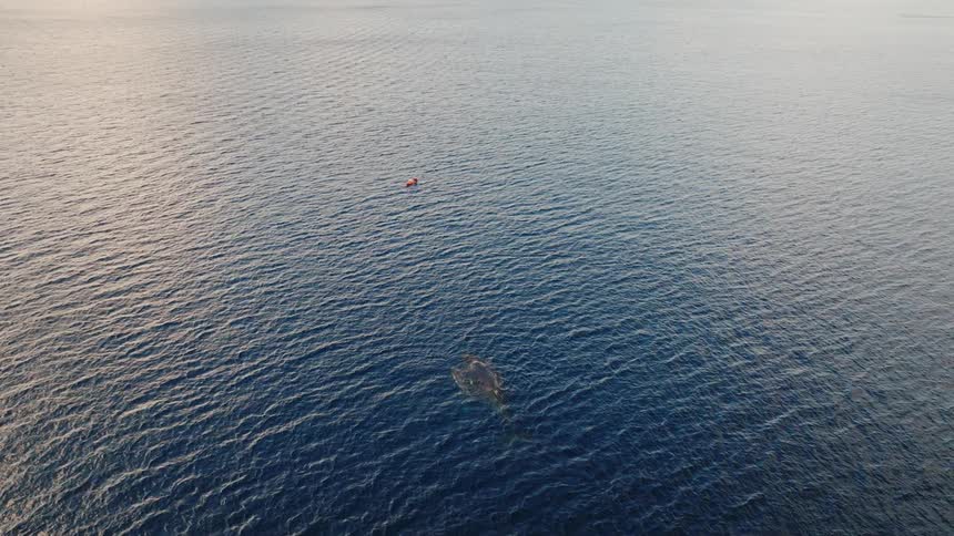 Whales swim near the surface a few whale lengths from a boat during the day