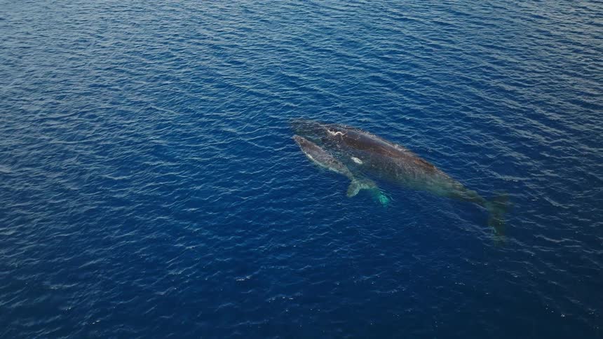 A mother and baby whale swim side by side in the ocean