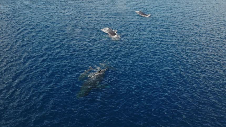 Calf together with an adult whale on the surface of the blue ocean