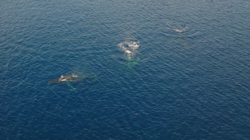 Large whales on the surface of the ocean