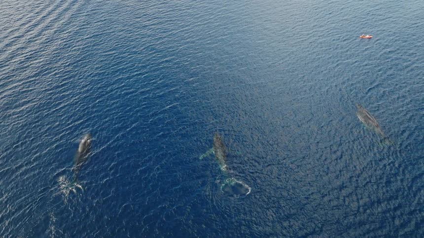 Waves roll across the surface of the ocean towards surfacing whales and a boat during the daytime