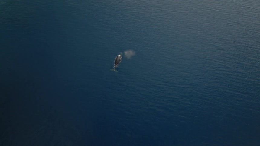Aerial view of a whale on the surface of an ocean or blue ocean