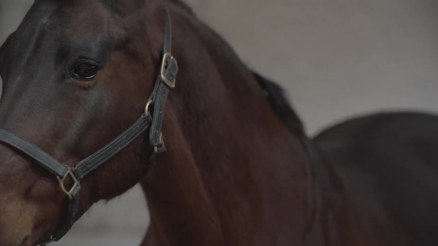 Horse standing by a barn