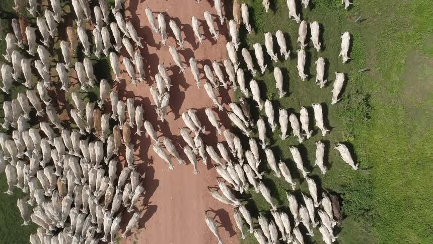An aerial view shows a large herd of white cattle tightly packed together moving along a narrow dirt path that bisects a green field