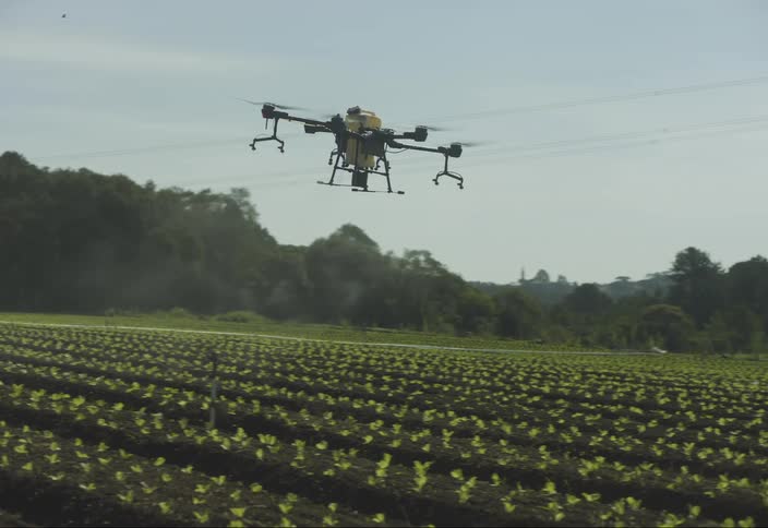 A drone sprays a field of young evenly spaced crops in neat rows against a backdrop of trees and a clear sky