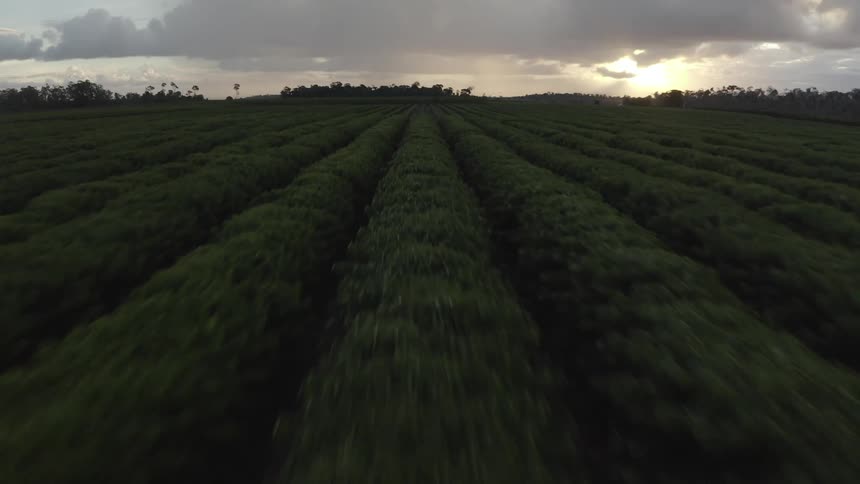 Water flows between roads of vegetation in a llarge field