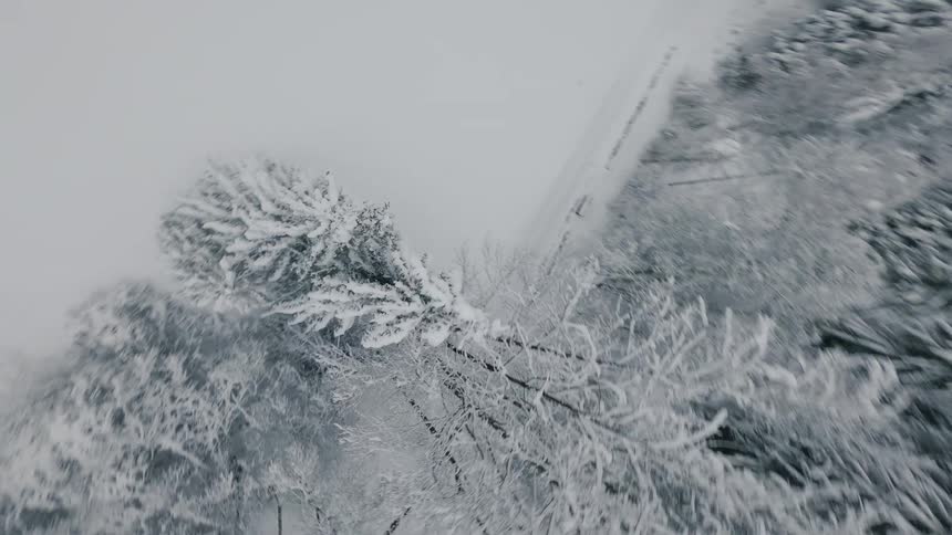 Pine trees are encased in snow in a forest