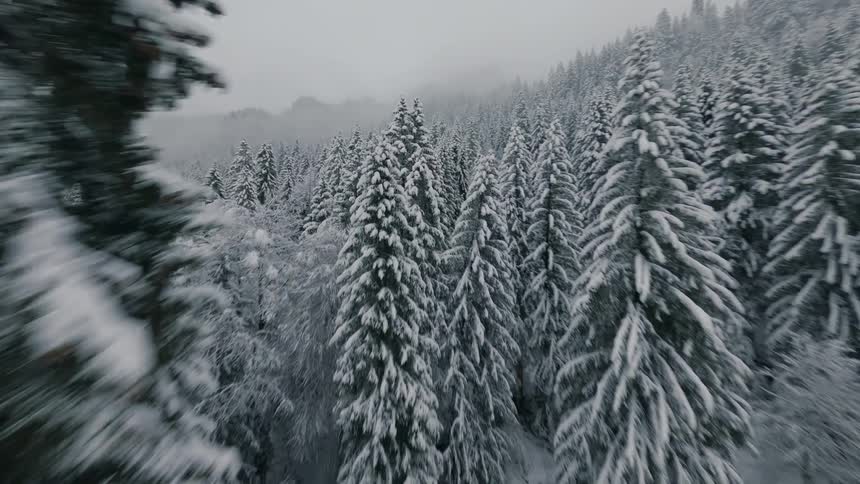Coniferous forest in snowcovered mountains