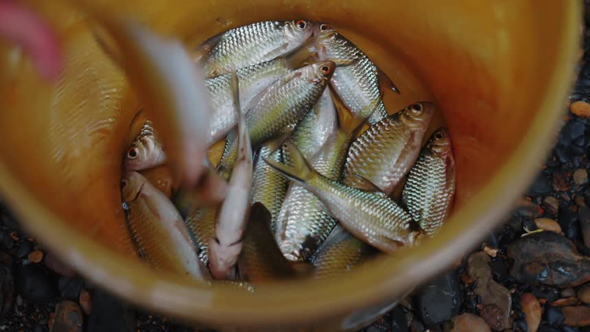 Live fish without water in a bucket