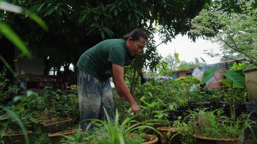 A woman is tidying up plants in a backyard using a metal object