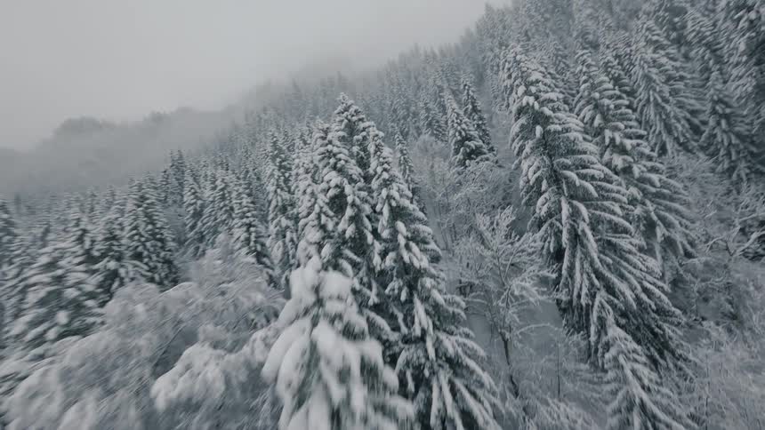 Coniferous forest in snowy mountains