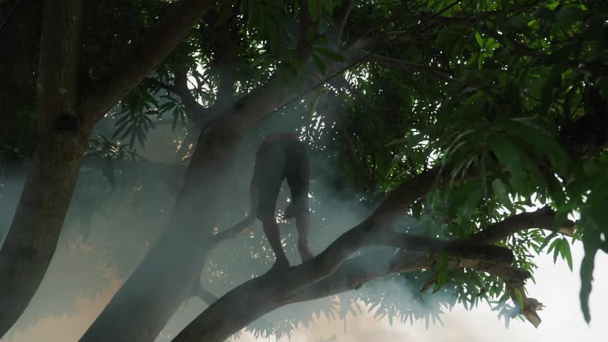 A man standing high in the branches of a tree shirtless and wearing shorts is in the process of cutting a thick branch sending it down to the ground below as smoke subtly drifts through the scene in a natural outdoor setting