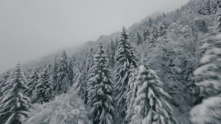 A forest of fir trees on a mountainsde are covered in snow