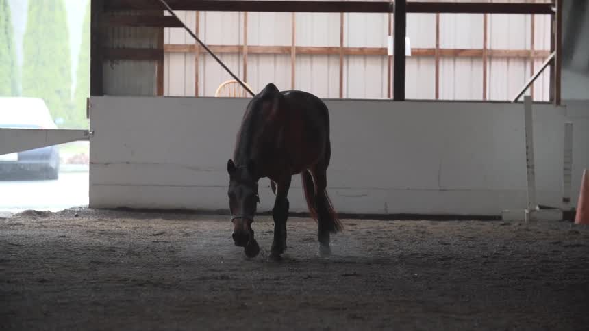 A horse slowly walking around