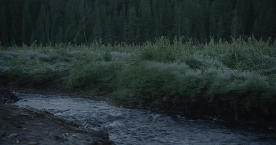 A stream flows in the foreground with a field of dewy grass and a dark forest in the background