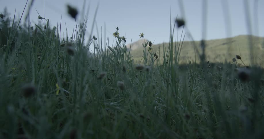 Flowers are sprouting on the field
