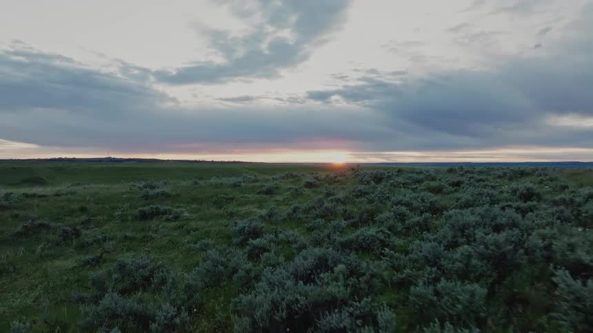 Trees and bushes cover a field as the sun rises