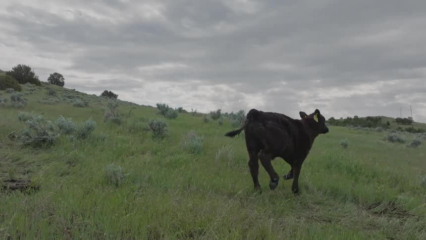 Cows standing in a field get spooked and run off