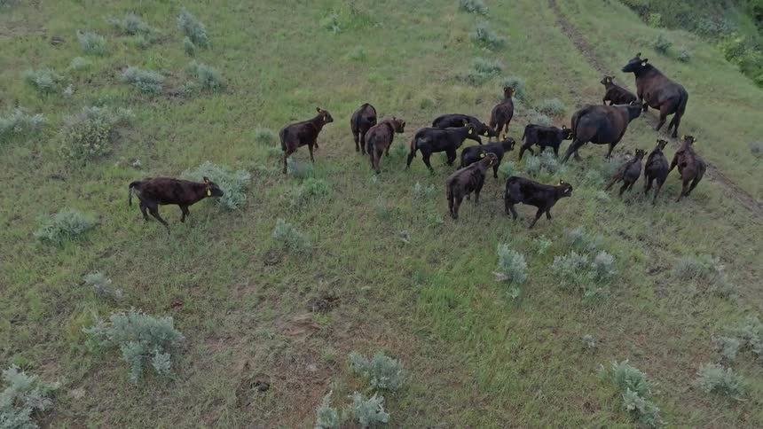 Group of calves and cows graze in an open field with scattered vegetation