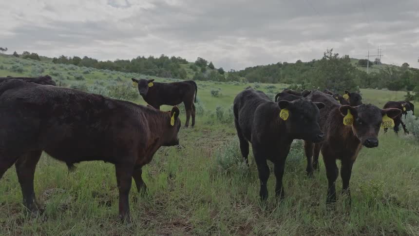 Cows walk and graze on the grass