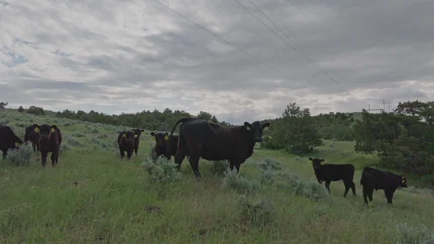 Black cattle walking through hills