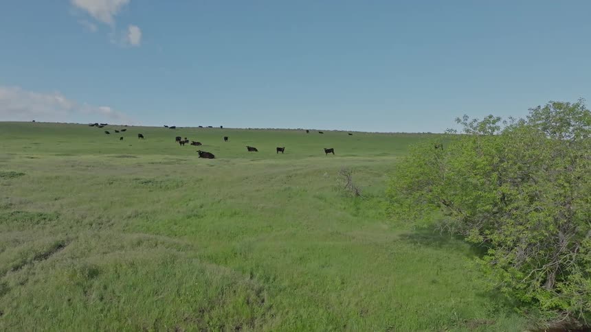 Group of black cows graze freely on a vast hill covered with green grass under a clear blue sky