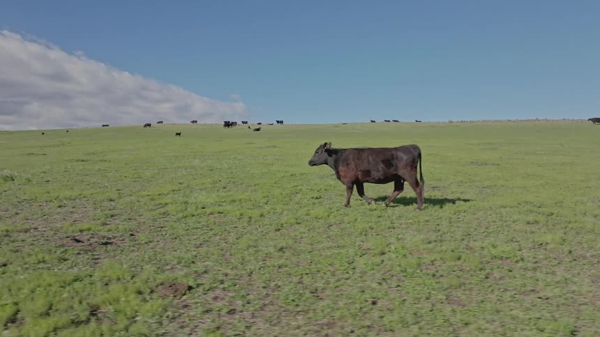 A dark brown cow with a yellow ear tag walks across a grassy field under a partly cloudy sky with a herd of other cows visible in the distance on a rolling hill